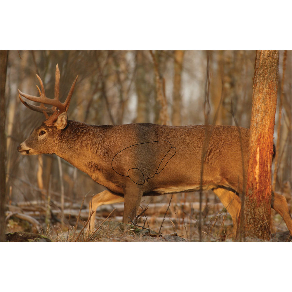 Eze-Scorer 23" X 35" Whitetail Deer - 2 Targets (Folded)
