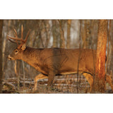 Eze-Scorer 23" X 35" Whitetail Deer - 2 Targets (Folded) photo 1